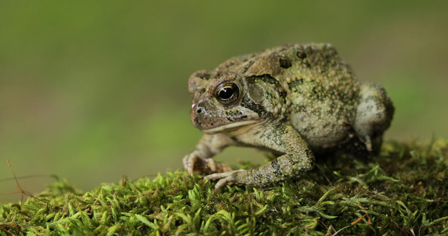 Toad Frog Sitting on Moss Opens Mouth