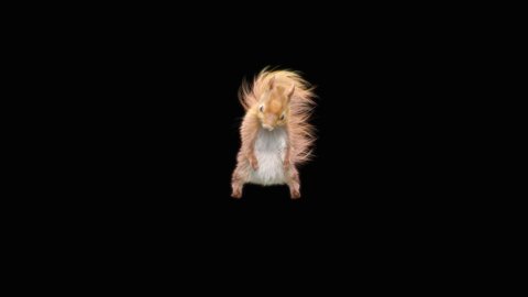 squirrel Dance CG fur. 3d rendering, animal realistic CGI VFX, Animation Loop, composition 3d mapping cartoon, Included in the end of the clip with Alpha matte.