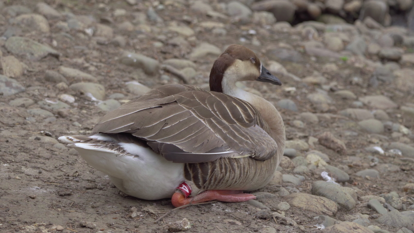 Ducks and geese in the zoo