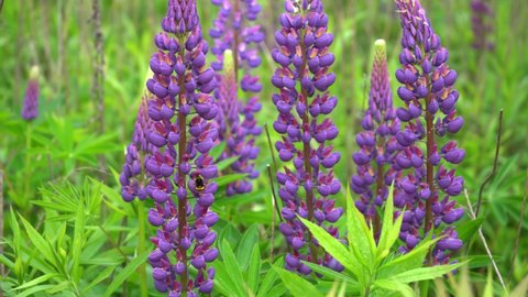 A bumblebee insect pollinates a purple lupine flower in a lupine field. Wild summer flowers sway in the wind. Pollen collection and pollination. Lupins are blooming.