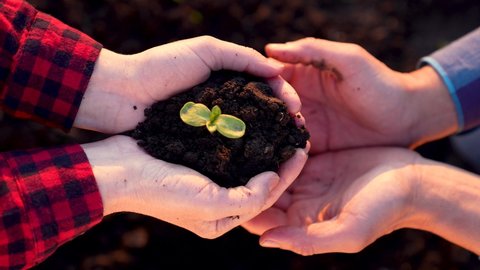 Agriculture. Farmer hands are holding plant embryo.Teamwork with fertile soil. Teamwork in agriculture. Farmer plants plant in soil. Farmer hands are holding embryo of plant with soil.Organic farming