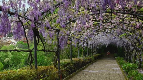 Florence, May 2021: Beautiful purple wisteria in bloom. blooming wisteria tunnel in a garden near Piazzale Michelangelo in Florence, Italy.