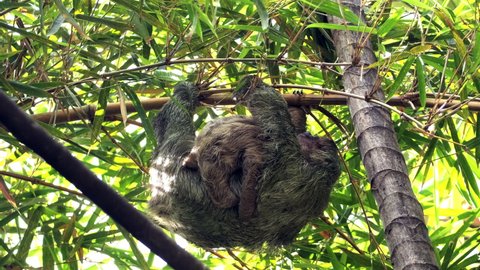 Three toed sloth with baby hanging from tree in Costa Rica rain forest.