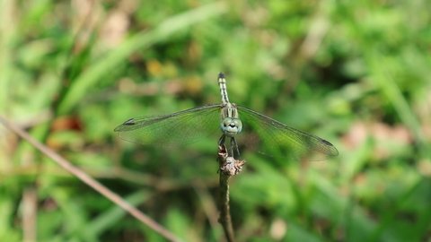 Close up of a southern hawker dragonfly that flies away and landing to the same tip of a little branch