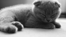 The small British kitten sleeps. Video. Fun. Kitten. Sleep.
