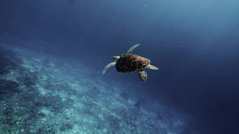 Sea turtle slowly swimming in blue water through sunlight. Snorkeling on wildlife. Underwater serene swimming beautiful green turtle in sea alone with nature. Marine life tropical turtle in wild