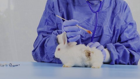 Veterinarian take care of sick white rabbit with big wound in veterinary clinic. Domestic animals in veterinary clinic. Vet services. Veterinarian for pets