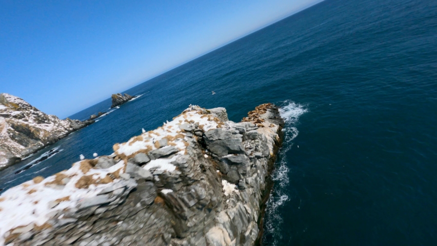 Sea lions lie on large rock rookery among blue ocean water against brown rocky coastline cliffs under clear sky fpv sport drone aerial view Royalty-Free Stock Footage #1073932676