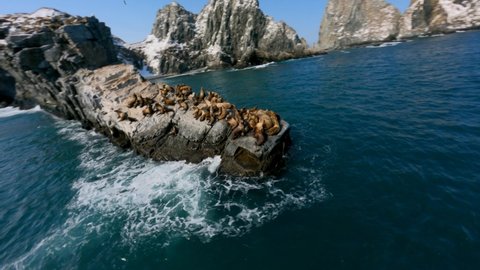 Sea lions lie on large rock rookery among blue ocean water against brown rocky coastline cliffs under clear sky fpv sport drone aerial view