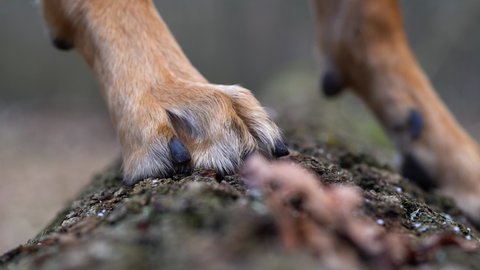Close up of neat and round feet of a dog, brown with short black claws. This type of paw, with high-arched toes closely held together, is named cat foot.