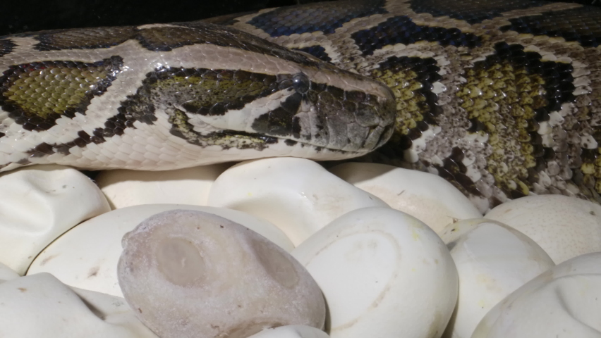 Female Python Overseeing Her Eggs Stock Footage Video (100% Royalty ...