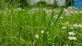 A man walks through the grass and flowers in his backyard, in sunny weather. Video of a man from behind, close up

