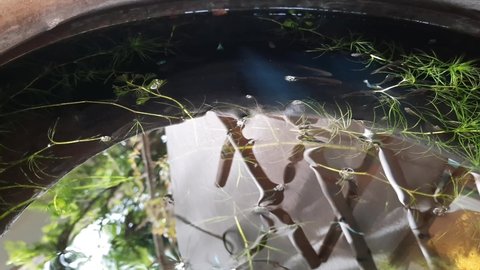 The reflection of the surface of water.The guppies swimming in the clear water among the hydrilla.