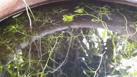 Guppies swimming in the small fish pond with hydrilla. A clear water and sunlight make a beautiful reflection.