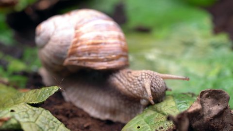 Burgundy snail (Helix pomatia) or escargot is a species of land snail. Burgundy snails gliding and feeding on the wet leaves.