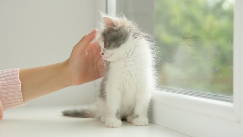 a kitten is sitting on the window, a child