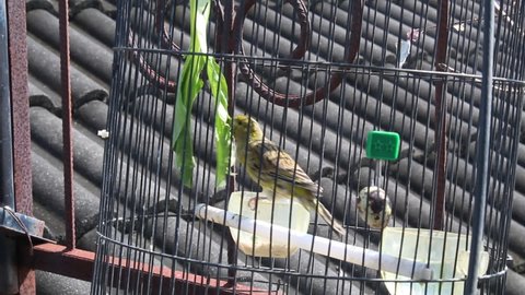 canary bird in a cage basking in the sun in the morning