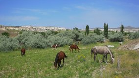4k stock video footage of many horses eating fresh green plants in countryside meadow in Turkey, Cappadocia, Anatolia