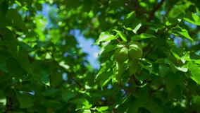 Close-up view 4k stock video footage of green fruit tree growing outdoors in sunny Turkey, Cappadocia, Goreme town
