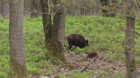 Wild boar with little ones in the forest rooting in the ground. Wild boar with squeakers is startled by my presence