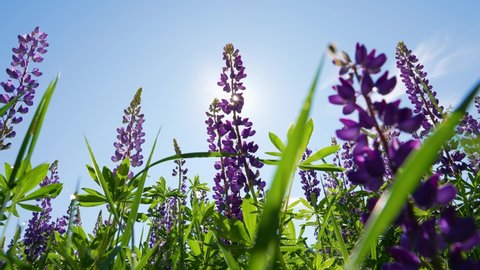 Close-up view 4k slow motion video footage of sunny summer blooming purple (violet) lupine flowers and other wild plants isolated on blue sky. Lupinus (lupin) flowering sunny field background