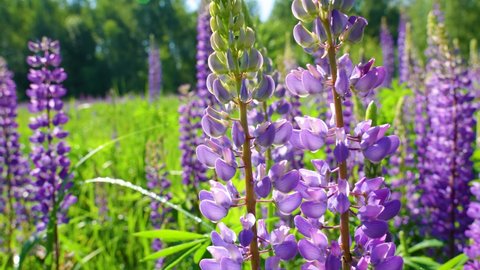Close up view 4k slow motion video footage of sunny summer blooming purple (violet) lupine flowers. Lupinus (lupin) flowering sunny meadow background