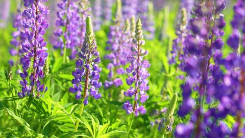 Close up view 4k slow motion video footage of sunny summer blooming lupine purple (violet) flowers. Lupinus (lupin, lupine) flowering sunny field background