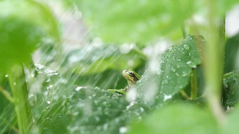 Green Japanese tree frog on hydrangea leaves opens eyes and began to fall the rain. Macro close-up and slow motion. Natural wild creatures in the rainy season in Asia