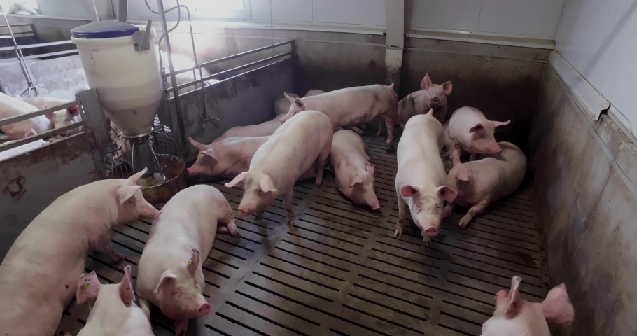 Modern agricultural industry. Animal Livestock. Meat, pork production factory, plant. Many big and small pink pigs and piglets in farm are running, playing and fighting. High angle view Royalty-Free Stock Footage #1073962517