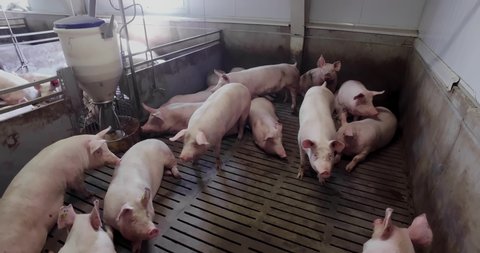 Modern agricultural industry. Animal Livestock. Meat, pork production factory, plant. Many big and small pink pigs and piglets in farm are running, playing and fighting. High angle view