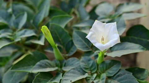 Beautiful downy thorn apple,Datura innoxia with white flower