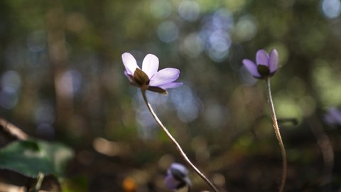 a macro wideangle shot from underneath a forest flower called liverflower or Hepatica.