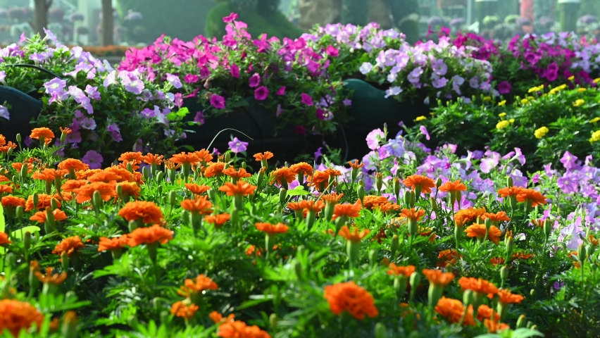 UAE: Closeups of the flowers at Dubai Miracle Gardens in the United Arab Emirates, 4K Footage