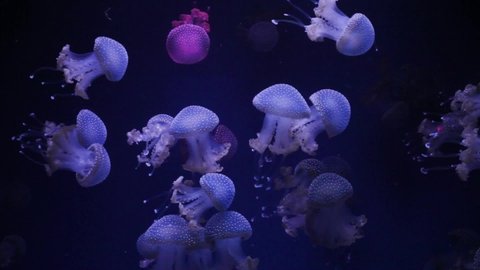 Shiny jellyfish swims in an aquarium, Blue water, Background, transparent jellyfish underwater footage. Wallpaper underwater sea.