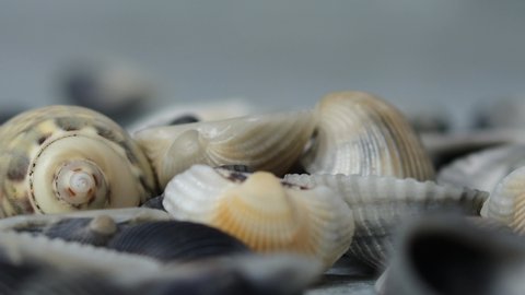 A group of clam shells. the clam shells are very beautiful, of different shapes and firm. its a collection of sea shells