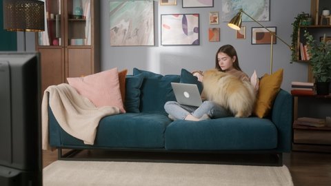 Woman is sitting on the sofa, using laptop. Student is doing homework, online video lesson. Female is playing with pomeranian dog. Happy freelancer smiling.