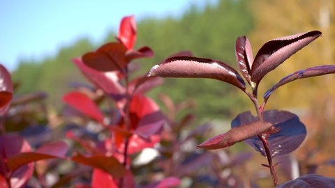 Red autumn leaves of chokeberry on a background of blue sky.