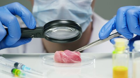 Medical scientist specialist examining meat with a magnifying glass and tweezers in modern food laboratory. Genetic Modifications of Product. Microbiologist analyzing lab-grown pieces of meat.