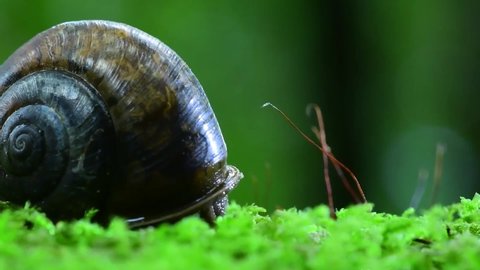 snail is in loose terms a shelled The name is most often applied to land snails terrestrial pulmonate gastropod molluscs Stock video