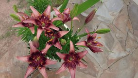 Closeup video of beautiful lilies in full bloom in the garden shot in 4K resolution