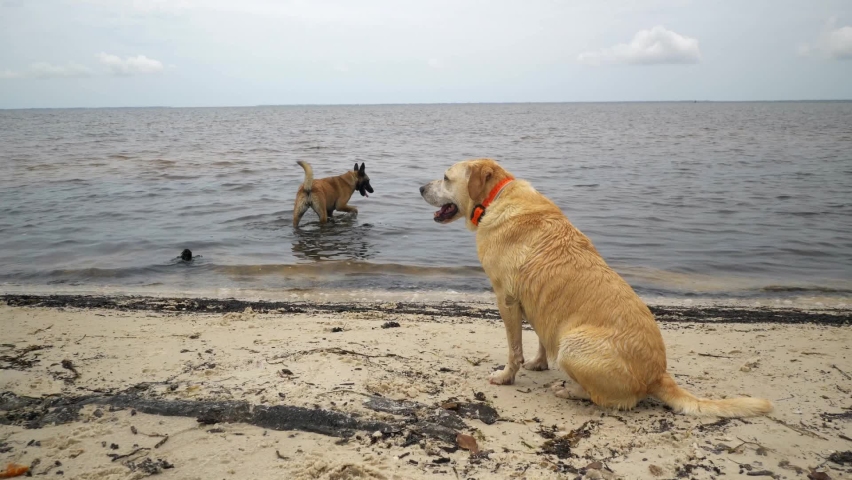 Dogs playing on a beach at a bay. Stock FullHD footage