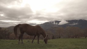 Beautiful graceful brown horse eats green grass enjoying the warm autumn sun in the clouds in the picturesque Carpathian mountains in Ukraine. UHD 4K realtime video