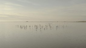 Aerial view of flamingoes standing in salty lake water on sunny morning, beautiful birds with bright pink and black colors