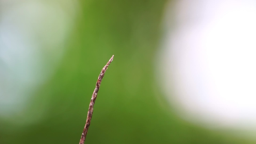 Slow motion shot of red dragonfly hovering above the twig and then sitting on twig Beautiful animal insect in the wild