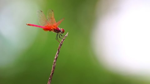 Slow motion shot of red dragonfly hovering above the twig and then sitting on twig Beautiful animal insect in the wild