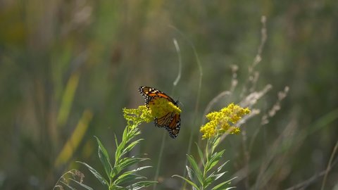 Monarch butterfly flying and pollinating yellow flowers while drinking nectar