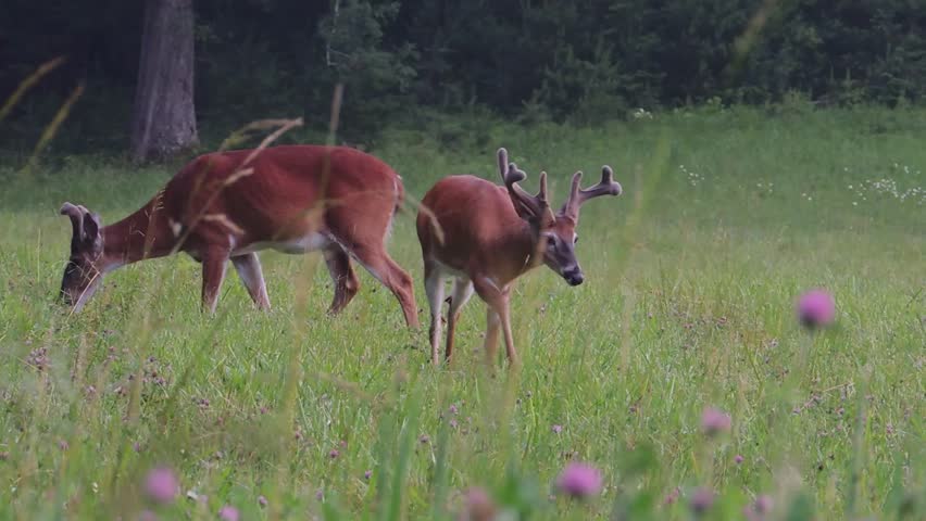 Deer graze along Cades Cove Loop drive of Great Smoky Mountains National Park in Tennessee.