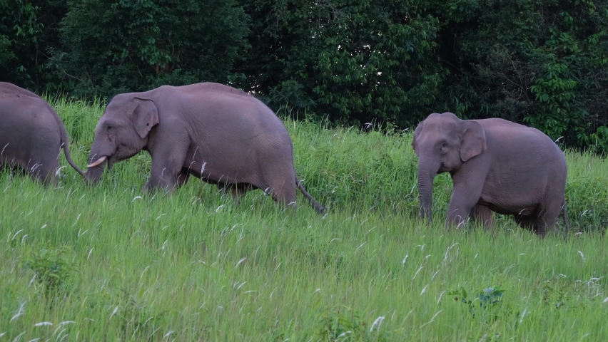 Indian Elephant, Elephas maximus indicus, Khao Yai National Park, Thailand; herd of Elephants walking up a hill with tall Cogon grass, young one turns around making parents push it back on track. Royalty-Free Stock Footage #1073993219