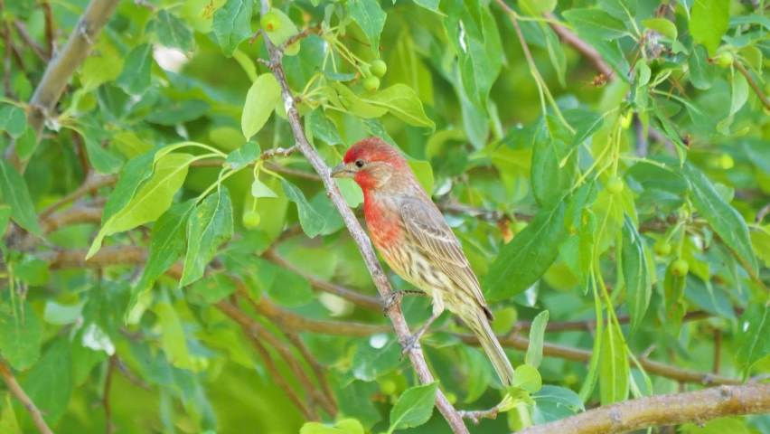 An adult male house finch in a tree on a summer day - isolated, colorful, motion