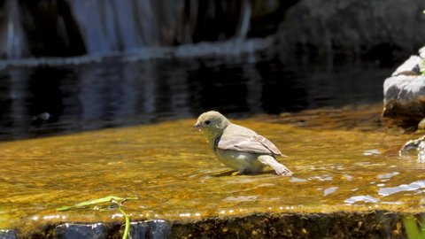 A lesser goldfinch takes a refreshing bath in a shallow creek on a hot day